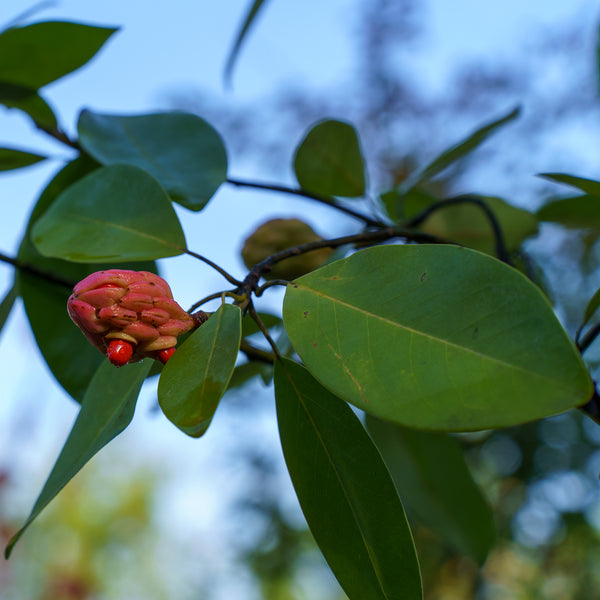 Moonglow Sweetbay Magnolia