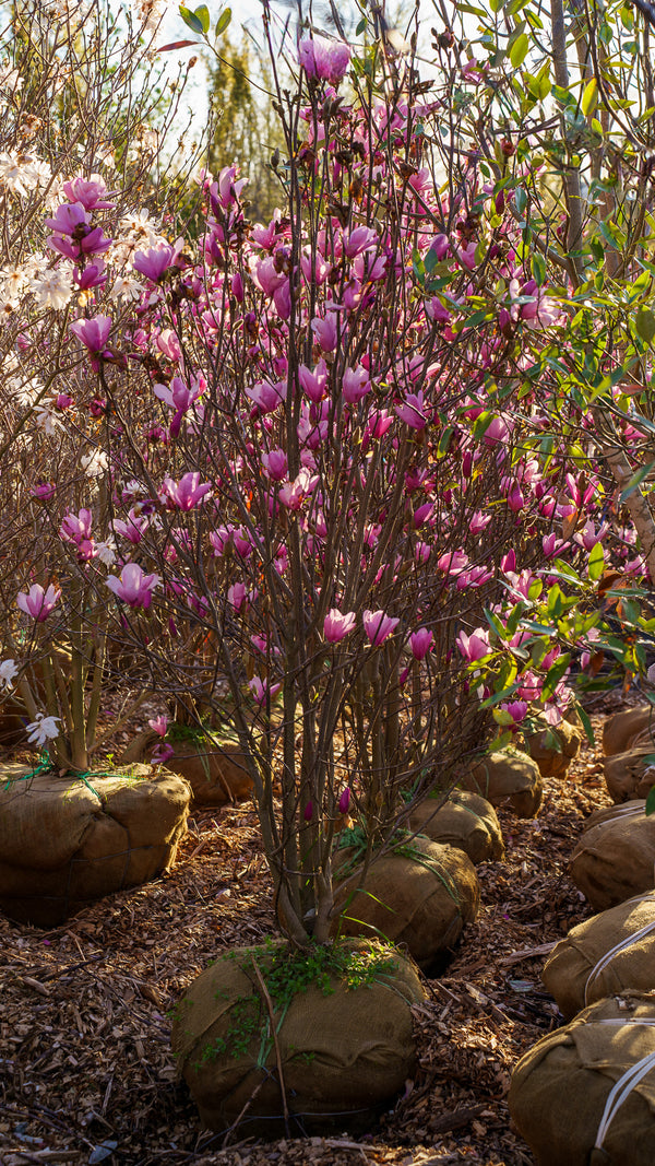 Moonglow Sweetbay Magnolia