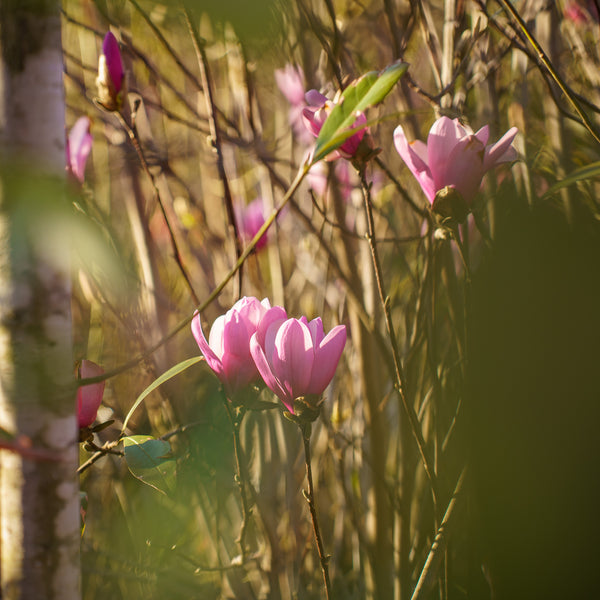 Moonglow Sweetbay Magnolia