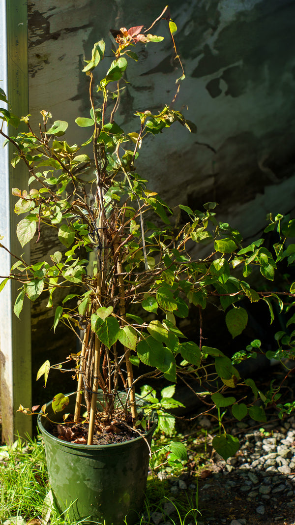 Moonlight Chinese Hydrangea Vine