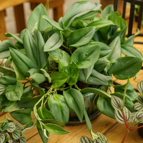 satin pothos light Moonlight Satin Pothos – Plant Detectives