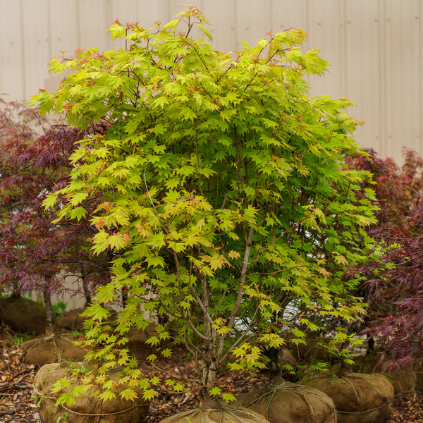 Moonrise Full Moon Japanese Maple