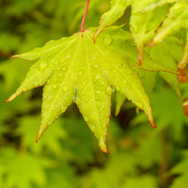 Moonrise Full Moon Japanese Maple