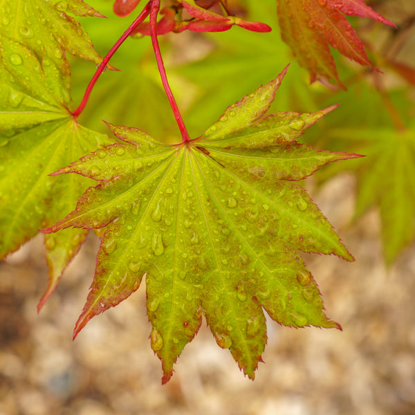 Moonrise Full Moon Japanese Maple