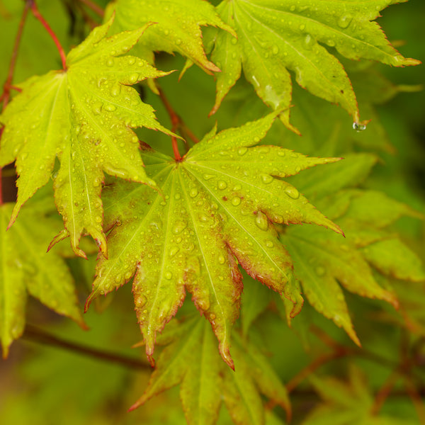 Moonrise Full Moon Japanese Maple