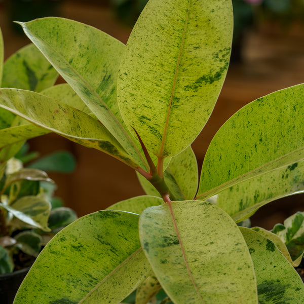 Moonshine Ficus