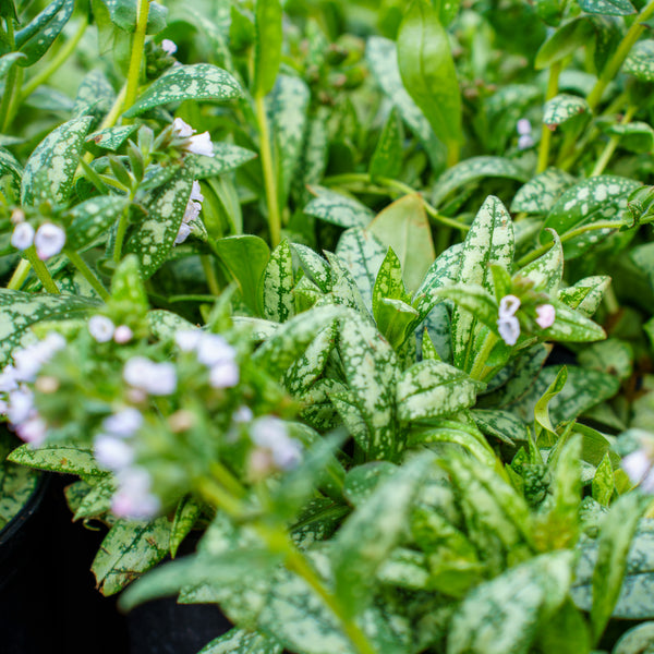 Moonshine Lungwort
