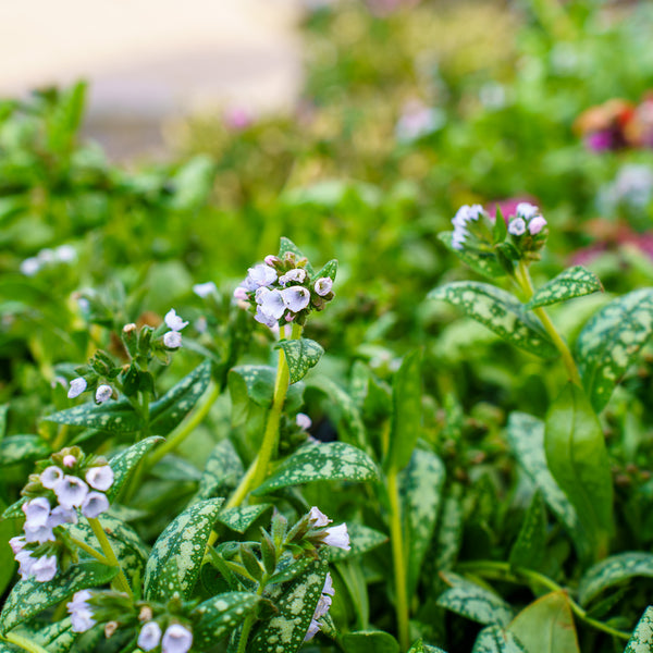 Moonshine Lungwort