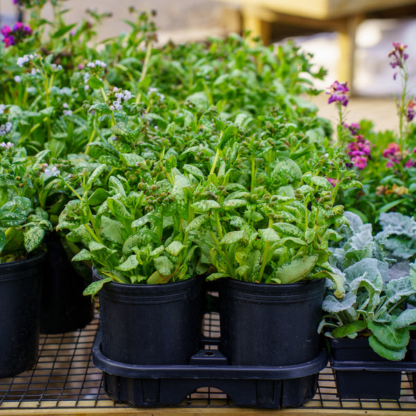 Moonshine Lungwort