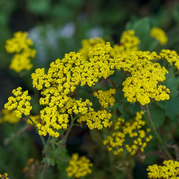 Moonshine Yarrow