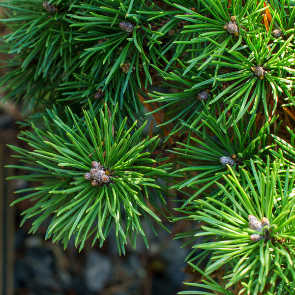 Mops Dwarf Mountain Pine