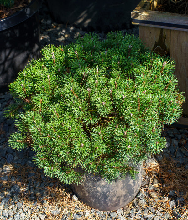 Mops Dwarf Mountain Pine