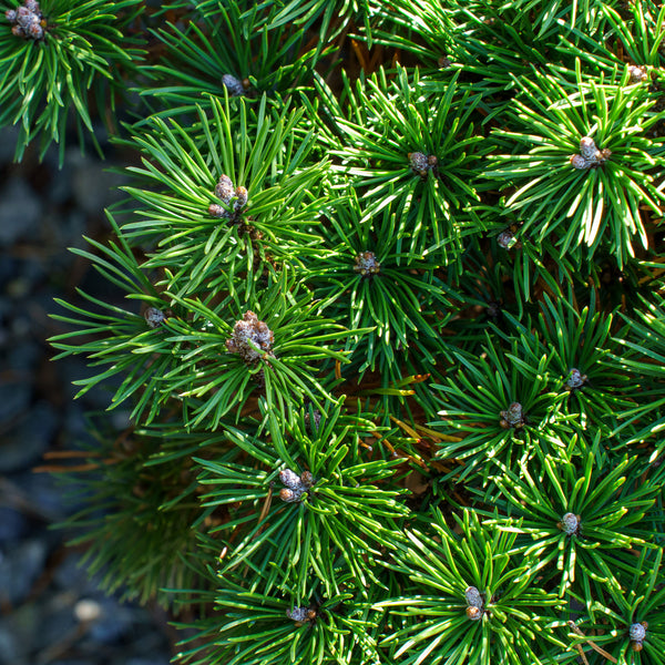 Mops Dwarf Mountain Pine