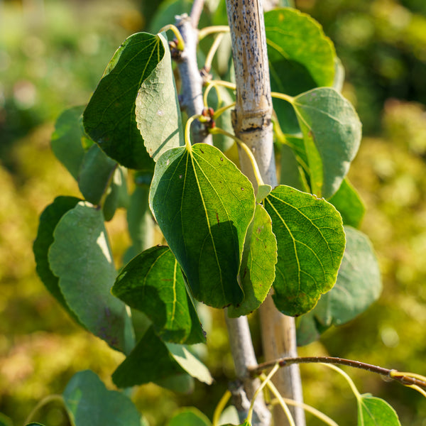 Morioka Weeping Katsura Tree