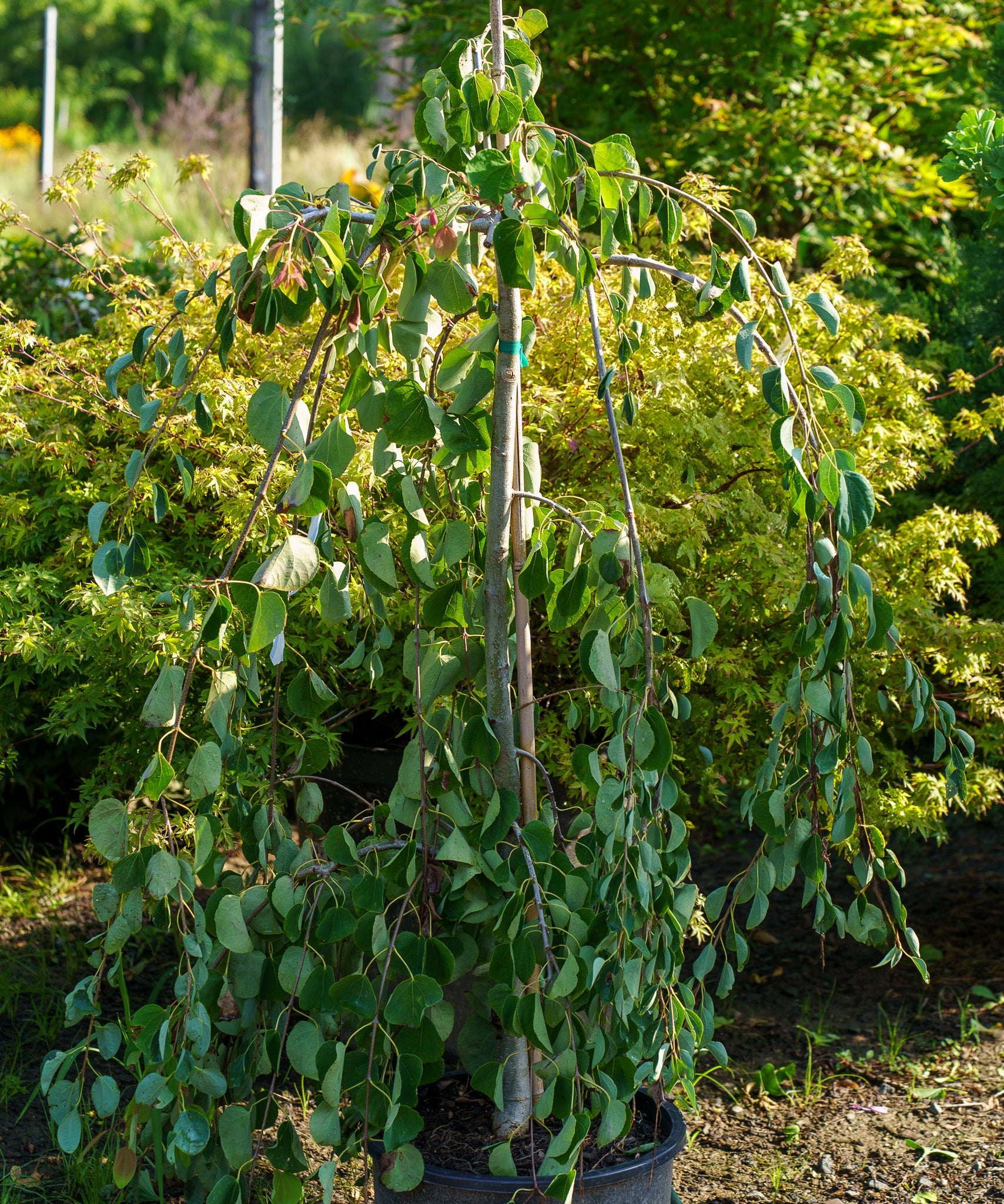Katsyra Tree Weeping Katsura Tree Size