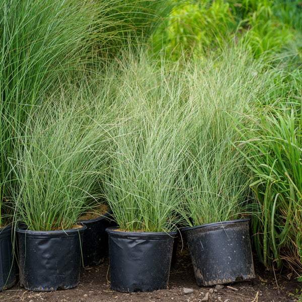 Morning Light Maiden Grass