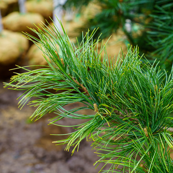 Morris Blue Korean Pine - Pine - Conifers