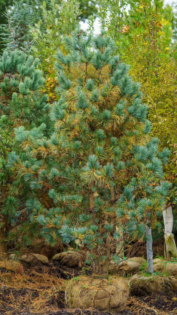 Morris Blue Korean Pine