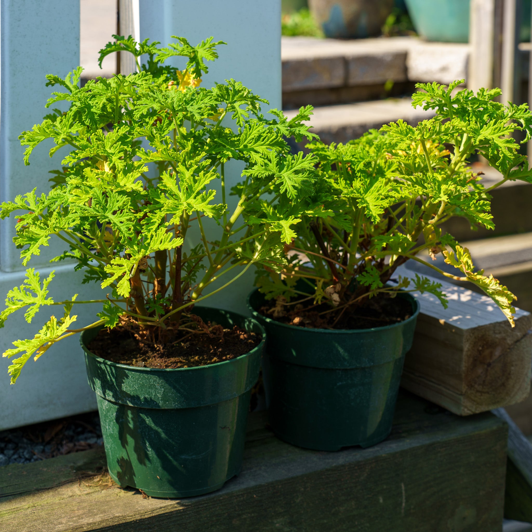 citronella scented geranium seeds Citronella Scented Geranium – Plant Detectives