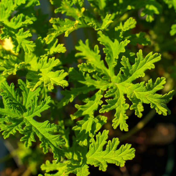 Citronella Geranium