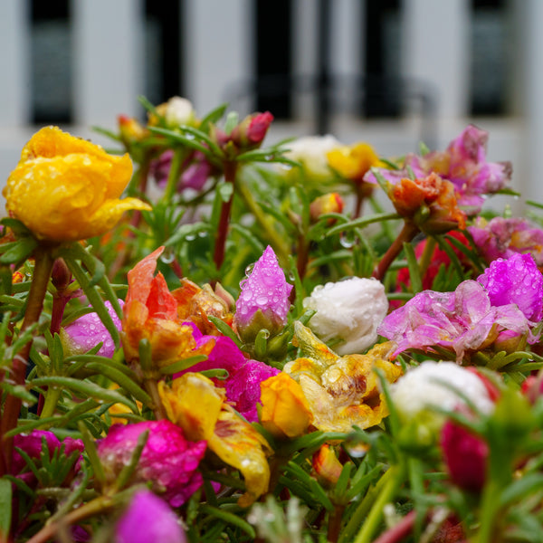 Moss Rose