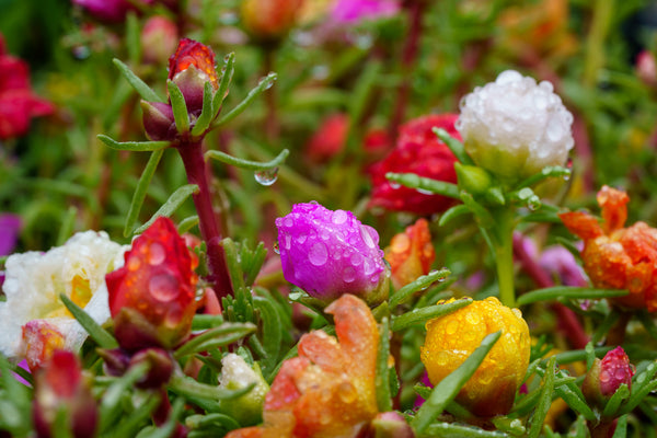 Moss Rose