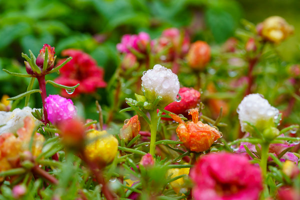 Moss Rose