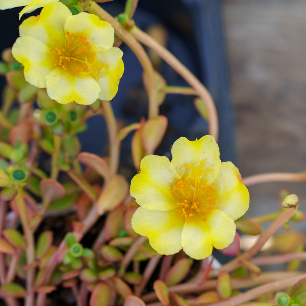 Moss Rose