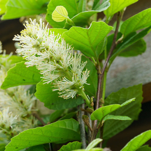 Mount Airy Fothergilla - Fothergilla - Shrubs