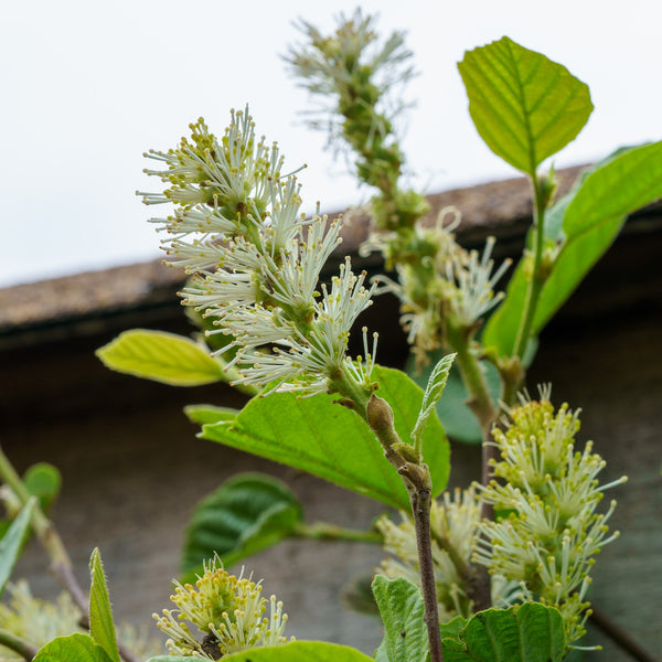 Mount Airy Fothergilla - Fothergilla - Shrubs