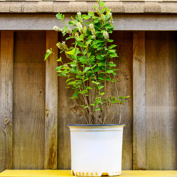 Mount Airy Fothergilla - Fothergilla - Shrubs