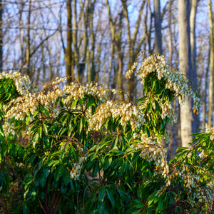 Mountain Fire Andromeda - Andromeda - Shrubs