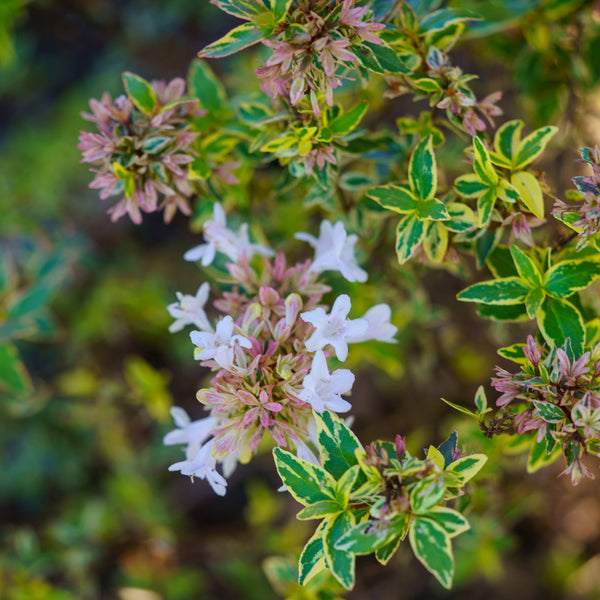 Mucho Gusto Abelia