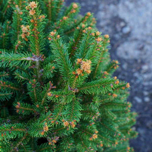 Mucronata Dwarf Norway Spruce