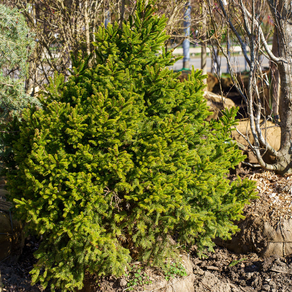 Mucronata Dwarf Norway Spruce