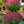 Load image into Gallery viewer, Florist�s Mum

