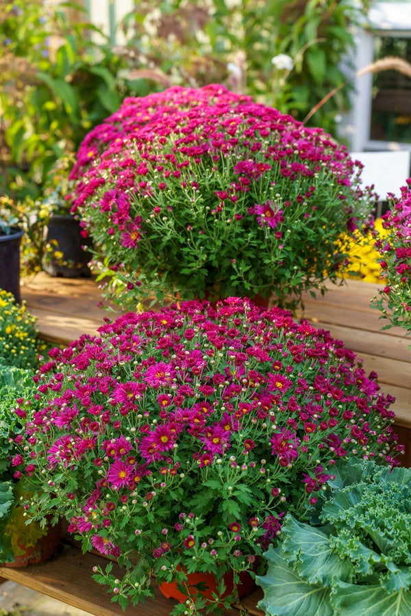 Florist�s Mum