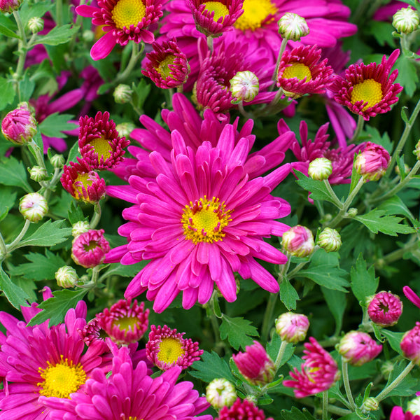 Florist�s Mum