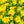 Load image into Gallery viewer, Florist�s Mum
