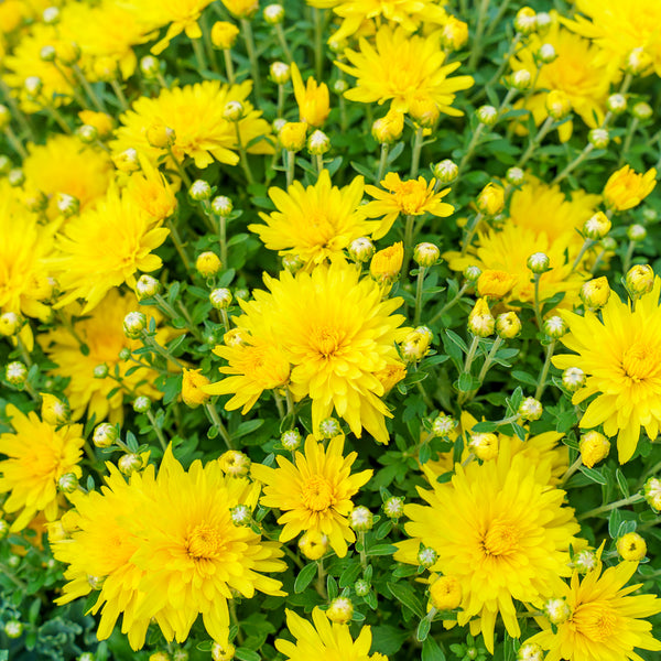 Florist�s Mum
