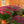 Load image into Gallery viewer, Florist�s Mum
