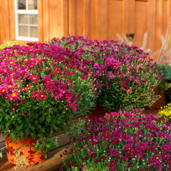 Florist�s Mum