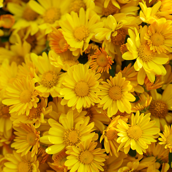 Florist�s Mum