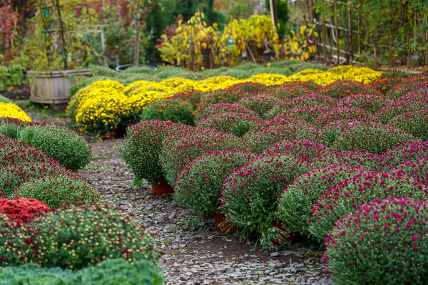 Florist�s Mum