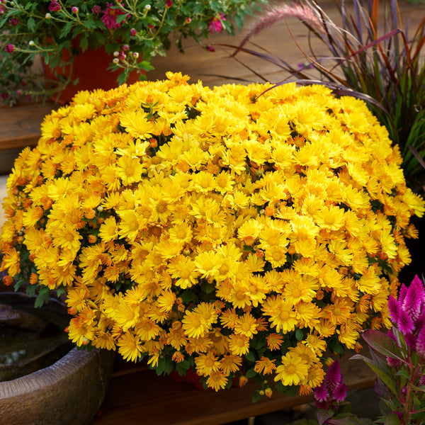 Florist�s Mum
