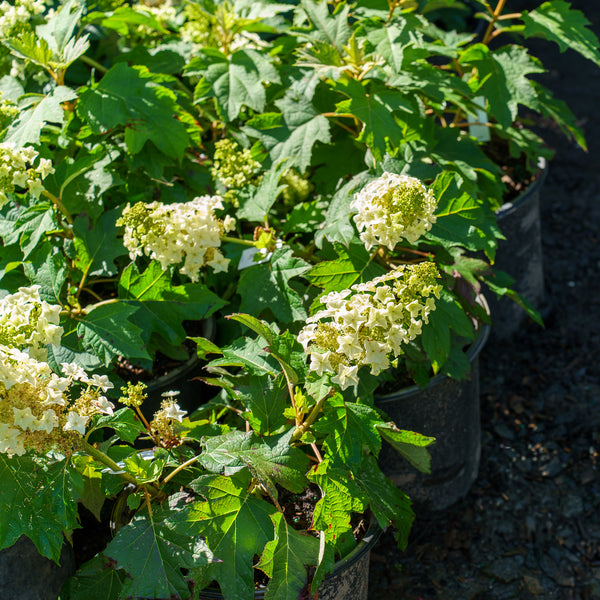 Munchkin Oakleaf Hydrangea