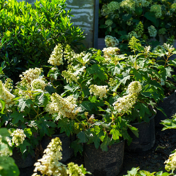 Munchkin Oakleaf Hydrangea