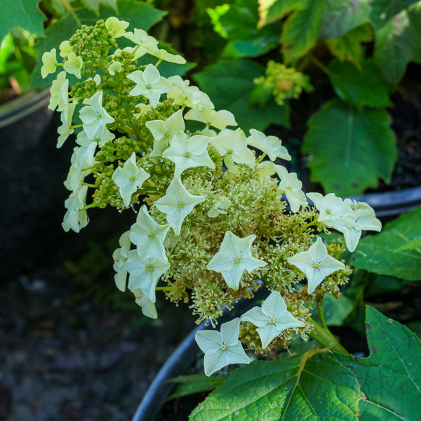 Munchkin Oakleaf Hydrangea