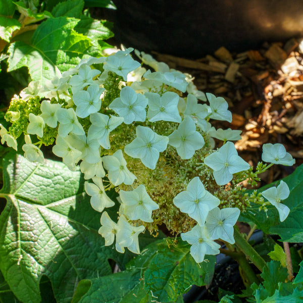 Munchkin Oakleaf Hydrangea