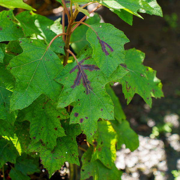 Munchkin Oakleaf Hydrangea